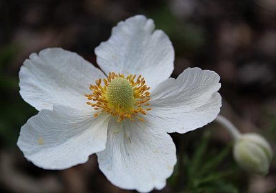Anemonum syslvestris - sasanka lesní
